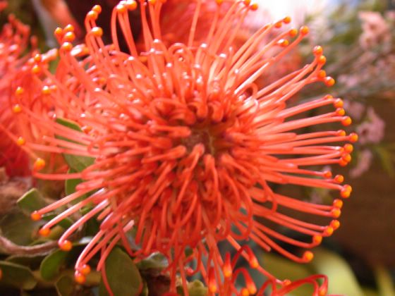 Die Namensgeberin des Stadtteils in Natura