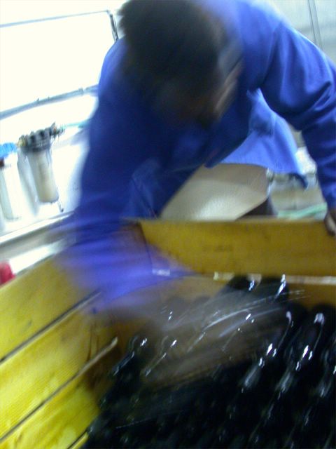 Noch mit viel Handarbeit werden die Flaschen dann abgefllt, verkorkt und etikettiert