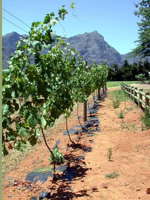 Ob rot, braun, schwarz oder gelb: die Bden am Kap sind eine gute Basis fr Spitzenweine