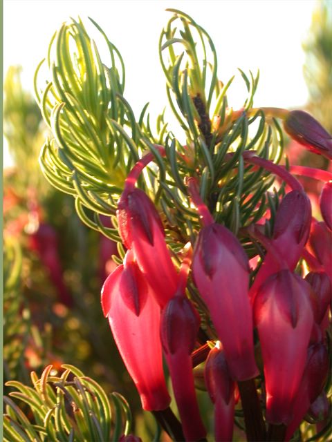 Auf dem Tafelberg finden sich zahlreiche Gewchse, die nur hier und nirgens sonst auf der Welt vorkommen.
