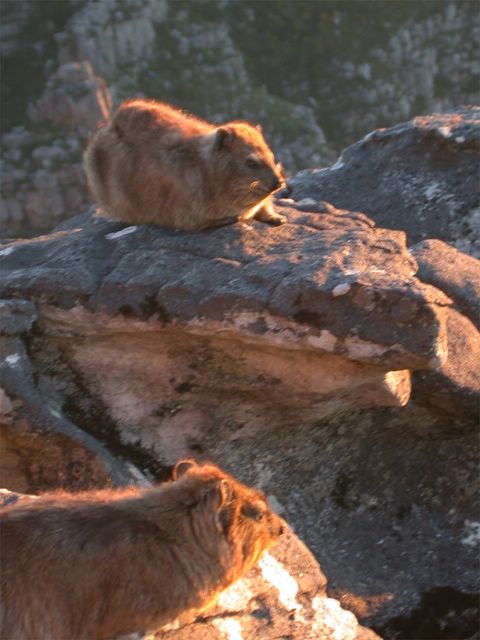 Die drolligen Viehcher, die sich auf dem Gipfel sonnen, knnen ganz nett beien, wurden wir gewarnt