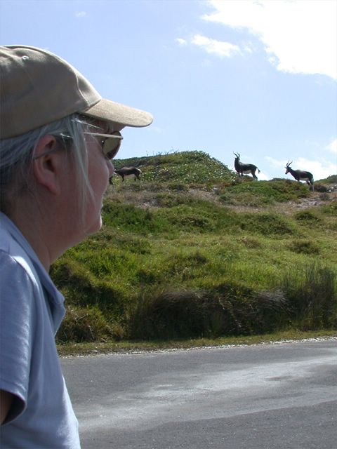 Lustig turnen im Schutzgebiet am Kap die Buntbcke am Strand herum
