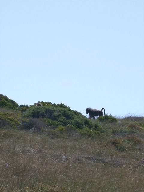 Zwei Pawiane klauten sich von ein paar Besuchern neben uns eine Flasche Fruchtsaft und machten sich damit aus dem Staub. Safari pur ;-)