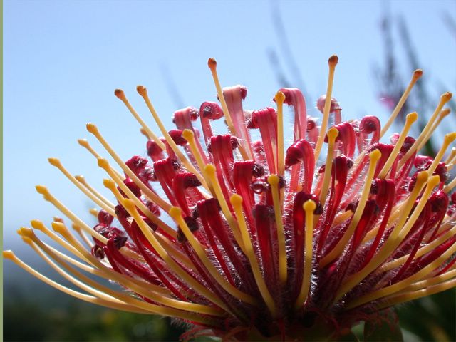 Erst kurz vor Schluss der Reise meiner Mutter haben wir es dann noch zu den tausend Naturwundern in den Kirstenbosch Botanischen Garten geschafft