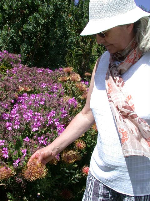 Sie konnte es ja auf meinen Fotos immer nicht glauben: Aber Proteen wachsen hier am Kap wirklich fast wie Unkraut