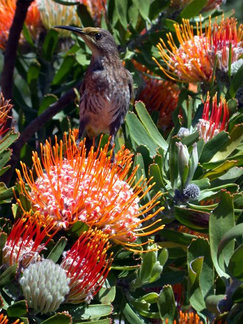Die kleinen Kapnektarvgel liesen sich von uns gar nicht stren