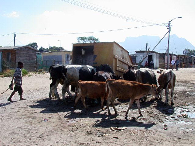 Auch das gibt es mitten im Camp. Am zentralen Muellbehaelter labt sich eine Herde heruntergekommener Kuehe.