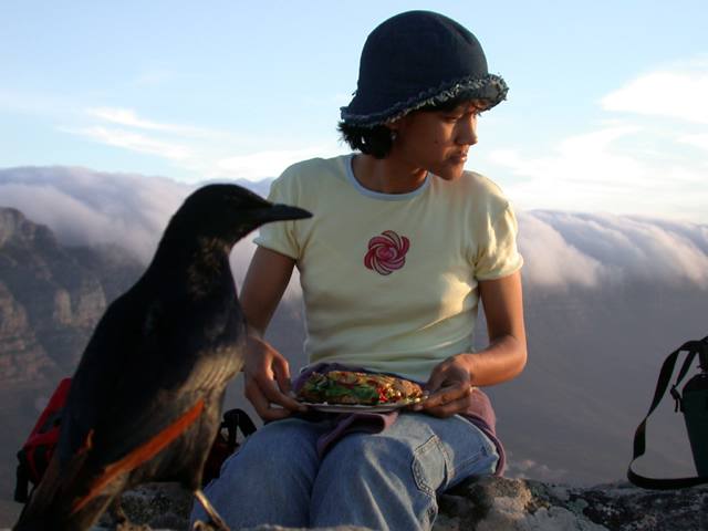 Diese Rotschwingenstar hatte nicht nur Junge, sondern auch so viel Hunger, dass er mir die Stulle aus der Hand zerren wollte.