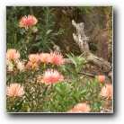 [Click to enlarge image]