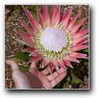 [Click to enlarge image]