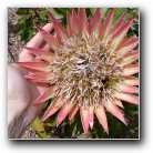 [Click to enlarge image]