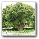 [Click to enlarge image]