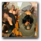 [Click to enlarge image]